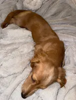 SCOUT, a male Miniature Dachshund for sale in Wadesboro, NC – 4 of 4