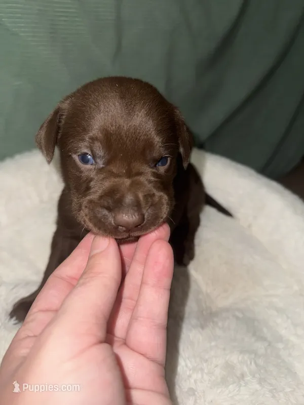 BAILEY – Labrador Retriever puppy for sale in Wadesboro, NC