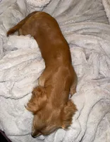 SCOUT, a male Miniature Dachshund for sale in Wadesboro, NC – 3 of 4