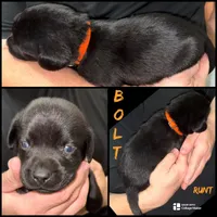 BOLT (Runt), a male Labrador Retriever for sale in Wadesboro, NC – 1 of 1