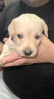 AKC STELLA, a female Labrador Retriever for sale in Wadesboro, NC – 4 of 4