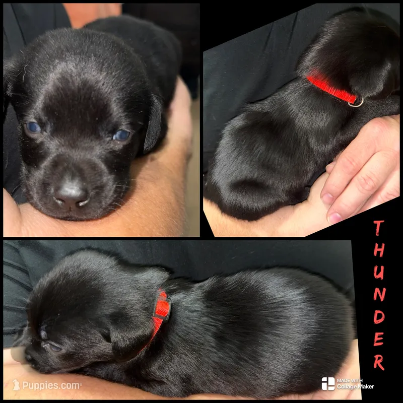 THUNDER – Labrador Retriever puppy for sale in Wadesboro, NC