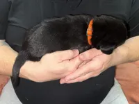 AKC BOLT (runt), a male Labrador Retriever for sale in Wadesboro, NC – 3 of 4