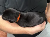 AKC BOLT (runt), a male Labrador Retriever for sale in Wadesboro, NC – 2 of 4