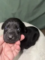 ROCKY, a male Labrador Retriever for sale in Wadesboro, NC – 6 of 6