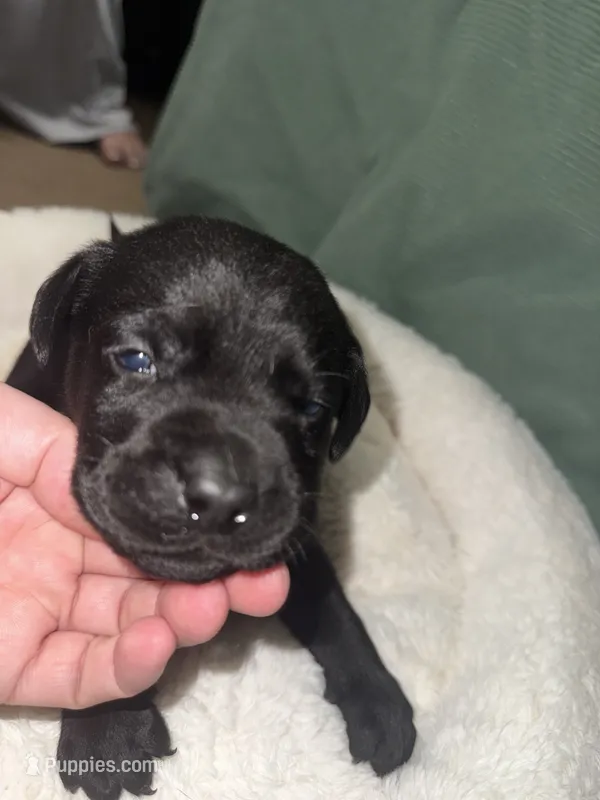 DRACO – Labrador Retriever puppy for sale in Wadesboro, NC