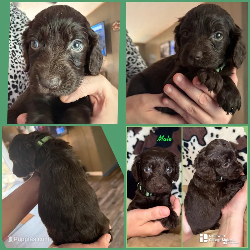 MALE GREEN  – Boykin Spaniel puppy for sale in Wadesboro, NC