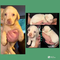 TEDDY Dudley  (AKC), a male Labrador Retriever for sale in Wadesboro, NC – 2 of 2
