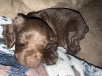 Oakley, a female Boykin Spaniel for sale in Wadesboro, NC – Photo 2 of 3