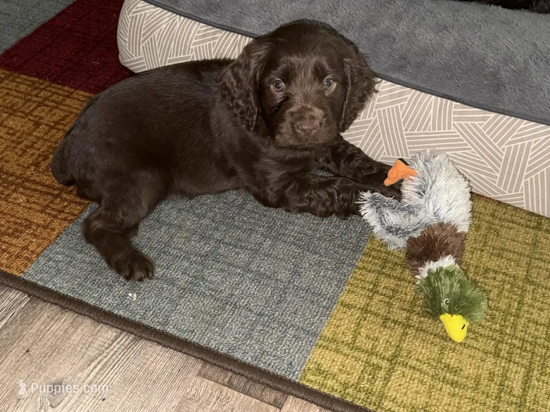 Oakley – Boykin Spaniel puppy for sale in Wadesboro, NC