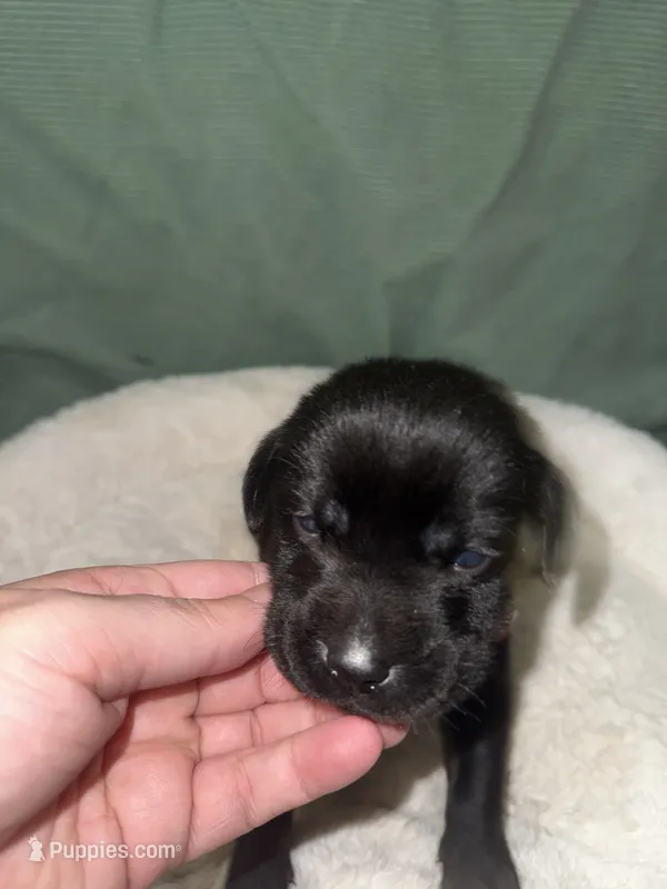 THUNDER – Labrador Retriever puppy for sale in Wadesboro, NC