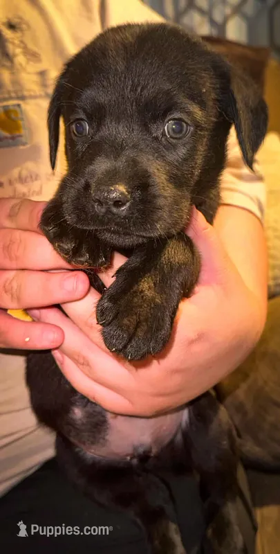 THUNDER – Labrador Retriever puppy for sale in Wadesboro, NC