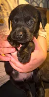THUNDER, a male Labrador Retriever for sale in Wadesboro, NC – 1 of 2