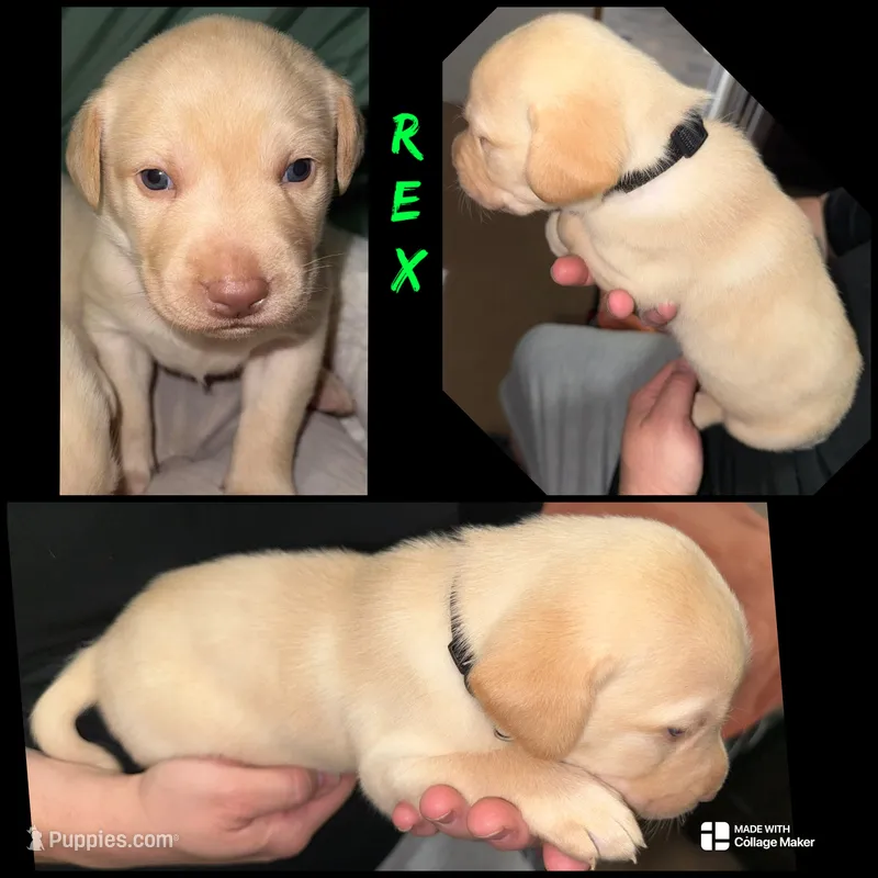 REX – Labrador Retriever puppy for sale in Wadesboro, NC