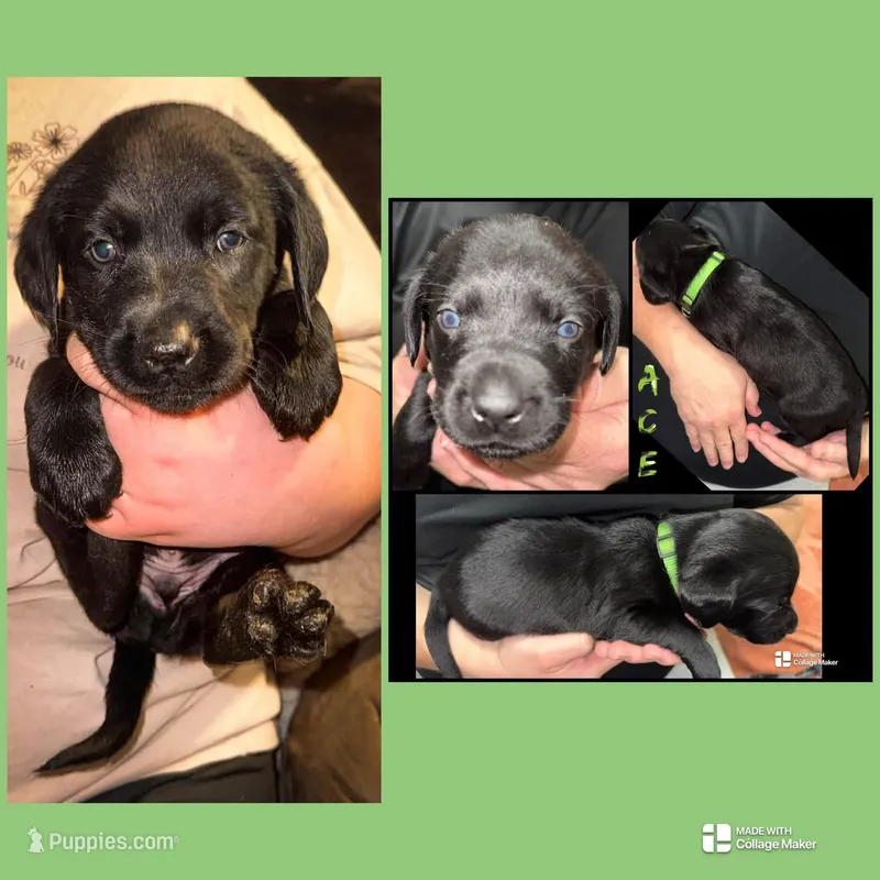 ACE – Labrador Retriever puppy for sale in Wadesboro, NC