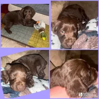 PINK, a female Boykin Spaniel for sale in Wadesboro, NC – Photo 2 of 2