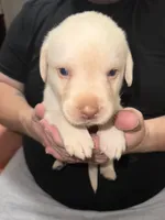 TEDDY, a male Labrador Retriever for sale in Wadesboro, NC – 3 of 5