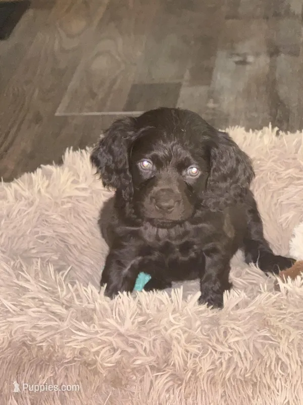 BLUE MALE BOYKIN – Boykin Spaniel puppy for sale in Wadesboro, NC