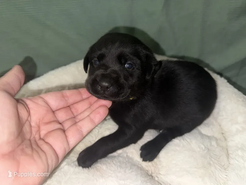 MIDNIGHT – Labrador Retriever puppy for sale in Wadesboro, NC