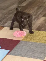 GREEN MALE, a male Boykin Spaniel for sale in Wadesboro, NC – Photo 2 of 2