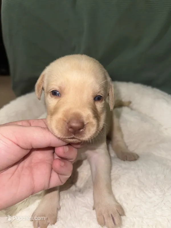 SADIE  – Labrador Retriever puppy for sale in Wadesboro, NC