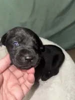 ROCKY, a male Labrador Retriever for sale in Wadesboro, NC – 4 of 6