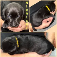 MIDNIGHT, a female Labrador Retriever for sale in Wadesboro, NC – 2 of 2