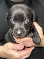AKC THUNDER, a male Labrador Retriever for sale in Wadesboro, NC – 5 of 5