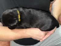 AKC MIDNIGHT, a female Labrador Retriever for sale in Wadesboro, NC – 2 of 3