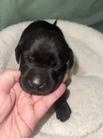 DRACO, a male Labrador Retriever for sale in Wadesboro, NC – 5 of 6
