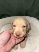 REX, a male Labrador Retriever for sale in Wadesboro, NC – 6 of 6
