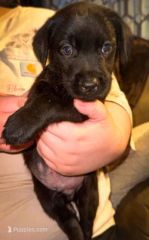 BOLT (Runt) – Labrador Retriever puppy for sale in Wadesboro, NC