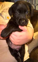 BOLT (Runt), a male Labrador Retriever for sale in Wadesboro, NC – 1 of 2