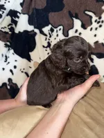 Green Male , a male Boykin Spaniel for sale in Wadesboro, NC – Photo 2 of 2