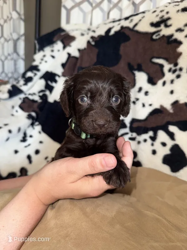 Green Male  – Boykin Spaniel puppy for sale in Wadesboro, NC