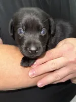 AKC THUNDER, a male Labrador Retriever for sale in Wadesboro, NC – 1 of 5