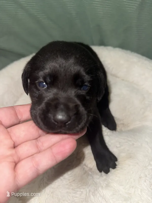 MIDNIGHT – Labrador Retriever puppy for sale in Wadesboro, NC