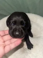 MIDNIGHT, a female Labrador Retriever for sale in Wadesboro, NC – 3 of 4