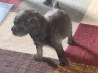 RED BOYKIN , a female Boykin Spaniel for sale in Wadesboro, NC – Photo 2 of 3