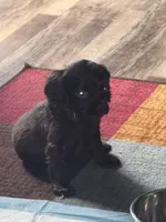 RED BOYKIN , a female Boykin Spaniel for sale in Wadesboro, NC – Photo 3 of 3