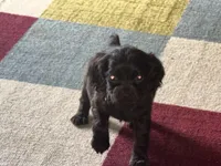 RED BOYKIN , a female Boykin Spaniel for sale in Wadesboro, NC – Photo 1 of 3