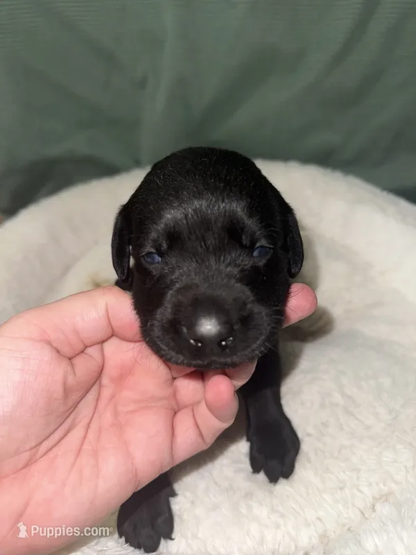 ACE – Labrador Retriever puppy for sale in Wadesboro, NC