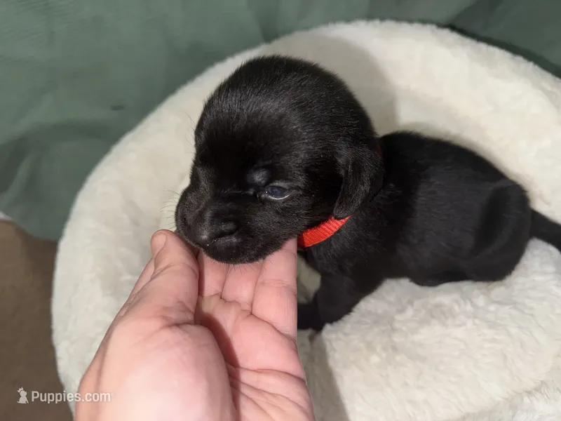 THUNDER – Labrador Retriever puppy on hold in Wadesboro, NC