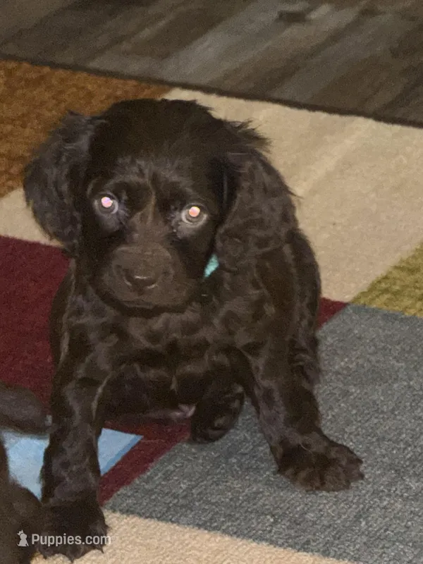 BOYKIN TEAL – Boykin Spaniel puppy for sale in Wadesboro, NC