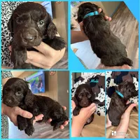 BOYKIN TEAL, a male Boykin Spaniel for sale in Wadesboro, NC – Photo 2 of 3
