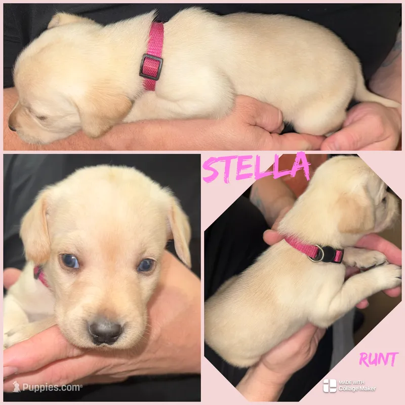 STELLA – Labrador Retriever puppy for sale in Wadesboro, NC
