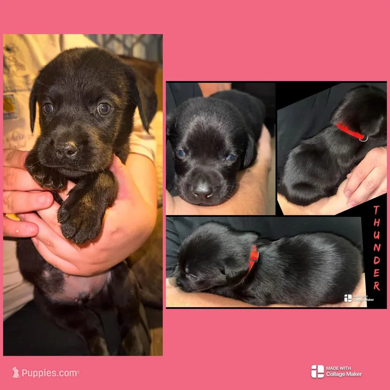 THUNDER – Labrador Retriever puppy for sale in Wadesboro, NC