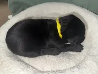MIDNIGHT, a female Labrador Retriever for sale in Wadesboro, NC – 4 of 4