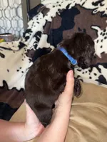 Dark Blue Male, a male Boykin Spaniel for sale in Wadesboro, NC – Photo 2 of 2