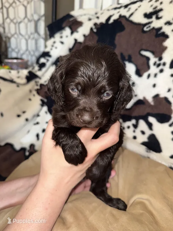 Dark Blue Male – Boykin Spaniel puppy for sale in Wadesboro, NC